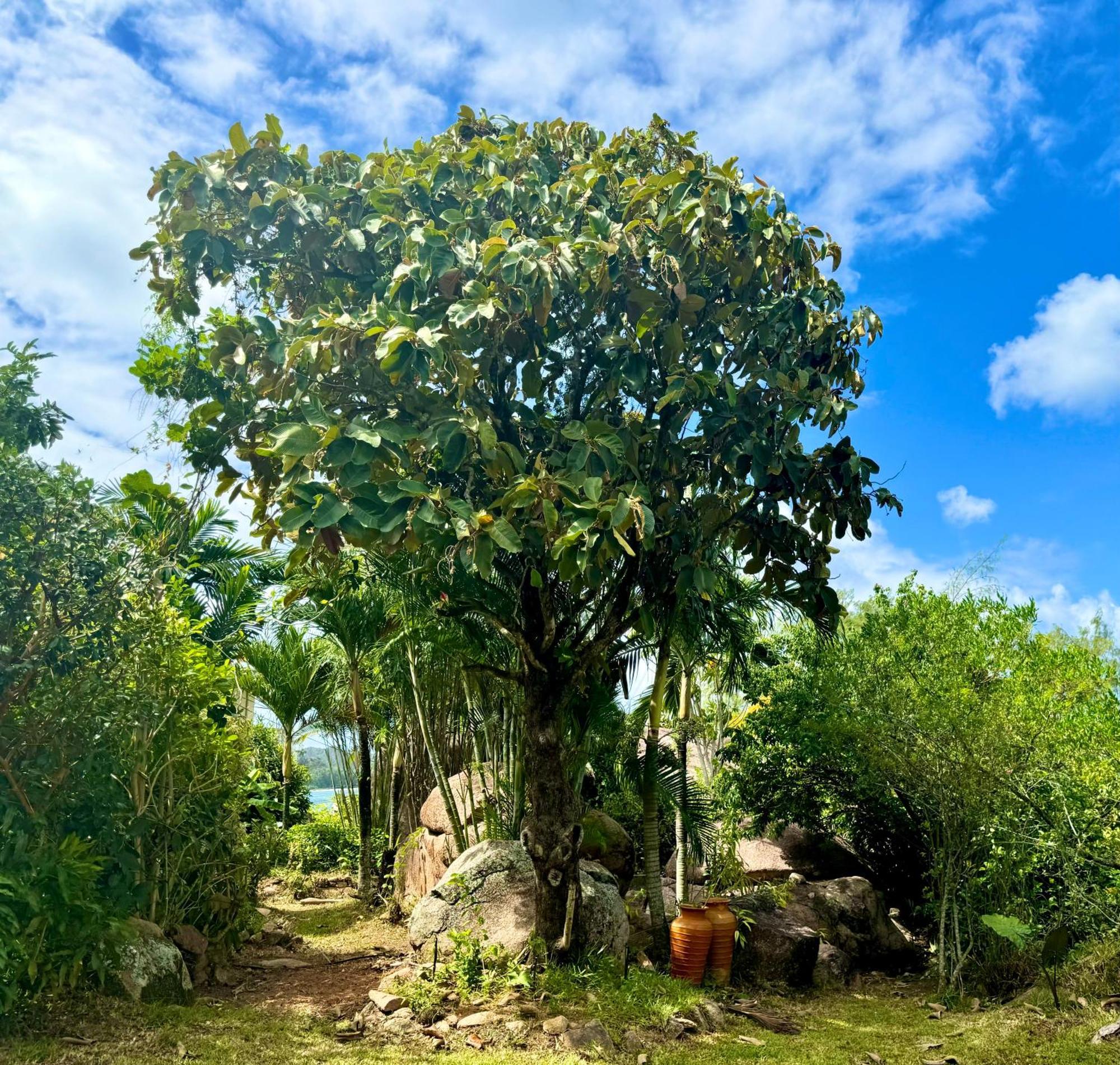 Jardin Marron Lägenhet Baie Sainte Anne Exteriör bild